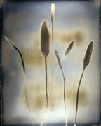 Florilegium
