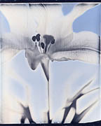 Botanicals