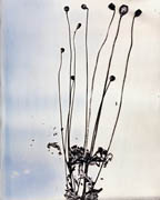 Botanicals