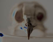 Specimen Box